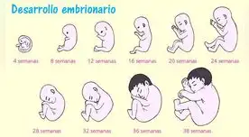 La primera señal de que se ha producido el embarazo es que desaparece la menstruación.