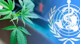 ONU reconoce las utilidades y propiedades médicas del cannabis