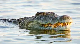 Guepardo solo quería tomar agua de un lago y cocodrilo termina por devorarlo