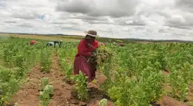El Gobierno propone reglamentar esta norma en consejo con los representantes de trabajadores, empresarios y del Ejecutivo. El Gobierno propone reglamentar esta norma en consejo con los representantes de trabajadores, empresarios y del Ejecutivo.
