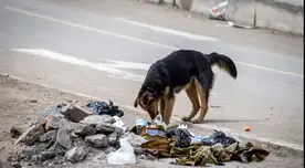 advierte sobre posible regreso de rabia canina