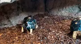 La tortuga de nombre “Turnip” baila cuando su cuidador le hecha agua con la manguera.