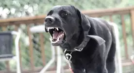 En enero se registraron 10 nuevos casos de rabia en el país.