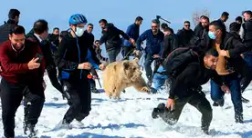 Los osos pardos sirios se consideran subespecies en peligro de extinción, según Bear Conservation.