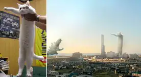 Nobiko, el “gato largo”. Nobiko, el “gato largo”.