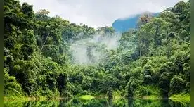 Los bosques proporcionan servicios de un valor incalculable por su biodiversidad.