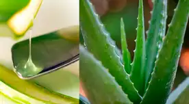 La resina de la sábila lo puedes consumir solo y en ayunas.