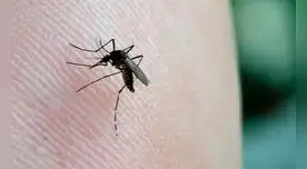 Minsa se pronuncia por el dengue.