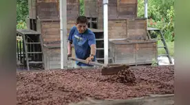 Familias productoras de cacao son beneficiados con manejo integrado de plagas. Familias productoras de cacao son beneficiados con manejo integrado de plagas.