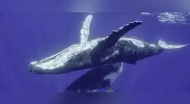 El documental de NatGeo estará disponible en exclusiva en Disney+