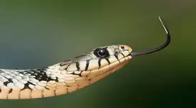 El significado de soñar con serpientes.