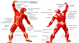El sistema muscular nos perite la movilidad.