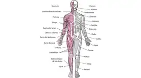 Sirve para controlar nuestros movimientos.