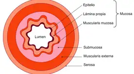 Son aquellos músculos que no podemos controlar.