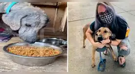 El pequeño can fue llevado al medico y poco a poco logro salir adelante hasta lograr su recuperación.