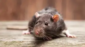 Puede causar síntomas parecidos a la COVID-19 como la fiebre y dolor de cabeza.