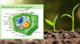 Las plantas son los únicos seres vivos capaces de producir su propio alimento.