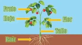 Las flores tienen el rol principal en la distribución de semillas