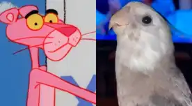 Loro es furor en las redes sociales por “cantar” la melodía de ‘La Pantera Rosa’ [VIDEO]