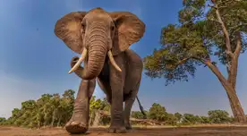 Elefante arrolló al cazador furtivo y acabó con su vida.