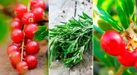 Arándano rojo americano, tomillo y gayuba son algunas de estas plantas medicinales.