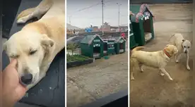 Policías de Punta Negra adoptan a tres perritos y les construyen casitas en la comisaría. Policías de Punta Negra adoptan a tres perritos y les construyen casitas en la comisaría.