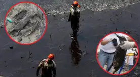 Animales marinos que se vieron afectados tras el derrame de petróleo en el mar de Ventanilla