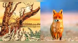 El zorro en la imagen escondida esta al acecho de su presa. El zorro en la imagen escondida esta al acecho de su presa.