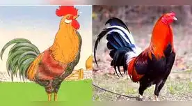 Un primer vistazo te puede confundir. Un primer vistazo te puede confundir.