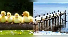 Muchos usuarios en redes se les complicó dar con la respuesta. Muchos usuarios en redes se les complicó dar con la respuesta.