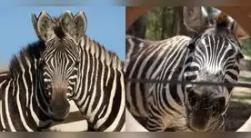 Las ilusiones ópticas ha generado una sensación. Las ilusiones ópticas ha generado una sensación.