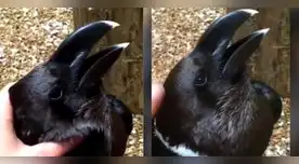 El video se viralizó en redes sociales. El video se viralizó en redes sociales.