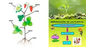 Las plantas son organismos inmóviles y se fijan a la tierra a través de sus raíces.