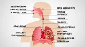 Descubre las funciones vitales del sistema respiratorio. Respira salud y energía con nuestro completo análisis. ¡Infórmate ahora! Descubre las funciones vitales del sistema respiratorio. Respira salud y energía con nuestro completo análisis. ¡Infórmate ahora!