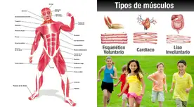 Los músculos son trozos, fibras o “masas de tejido” situados dentro del cuerpo.