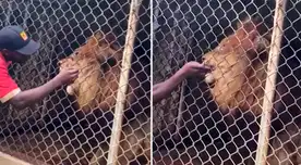 En un visible estado de pánico, el hombre intenta repetidamente jalar su dedo hasta que el león finalmente lo suelta. En un visible estado de pánico, el hombre intenta repetidamente jalar su dedo hasta que el león finalmente lo suelta.