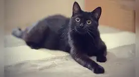 Conoce cuál es el significado de tener un sueño con este minino.