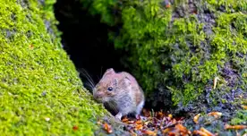 Especialistas indican que no saben los eventuales daños a la salud pública.