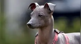 Desde hace 37 años el perro peruano ha sido reconocido como una raza originaria del país que atrae el mundo.