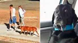 En la imagen, el perro parece tener seis patas y también dos abdómenes, lo que sugiere que mide más del doble de la longitud del perro promedio.