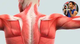 El cuerpo humano está compuesto por más de 650 musculos que permiten el movimiento voluntario e involuntario de la persona. El cuerpo humano está compuesto por más de 650 musculos que permiten el movimiento voluntario e involuntario de la persona.