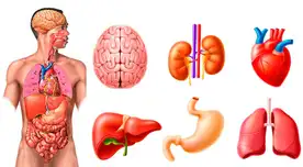 Conoce cuántos órganos tiene el cuerpo humano. Conoce cuántos órganos tiene el cuerpo humano.