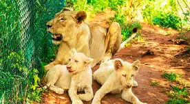 Según los informes, el león adulto se abalanzó sobre el hombre tan pronto como lo vio entrar al recinto. Según los informes, el león adulto se abalanzó sobre el hombre tan pronto como lo vio entrar al recinto.