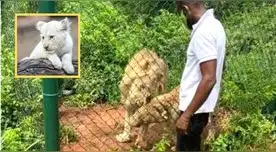 Tras la tragedia, empleados del zoológico retiraron de la jaula a los felinos para rescatar el cuerpo. Tras la tragedia, empleados del zoológico retiraron de la jaula a los felinos para rescatar el cuerpo.