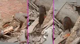 El animal estaba comiendo tranquilamente en un terreno abandonado.