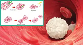 Las células combaten los agentes externos que causan enfermedades.