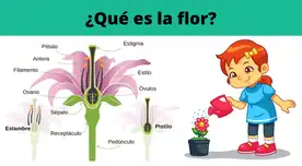 Las flores producen frutos que nos sirven de alimento.