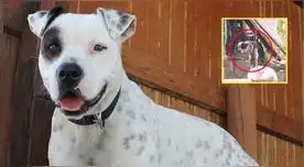 Un perro pitbull atacó a un ladrón dejándolo con el brazo desprendido y perdiendo mucha sangre en México.