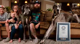 Conoce a Zeus, el perro más alto del mundo. Conoce a Zeus, el perro más alto del mundo.