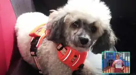 Dueña de mascota se encuentra desesperada por encontrarla